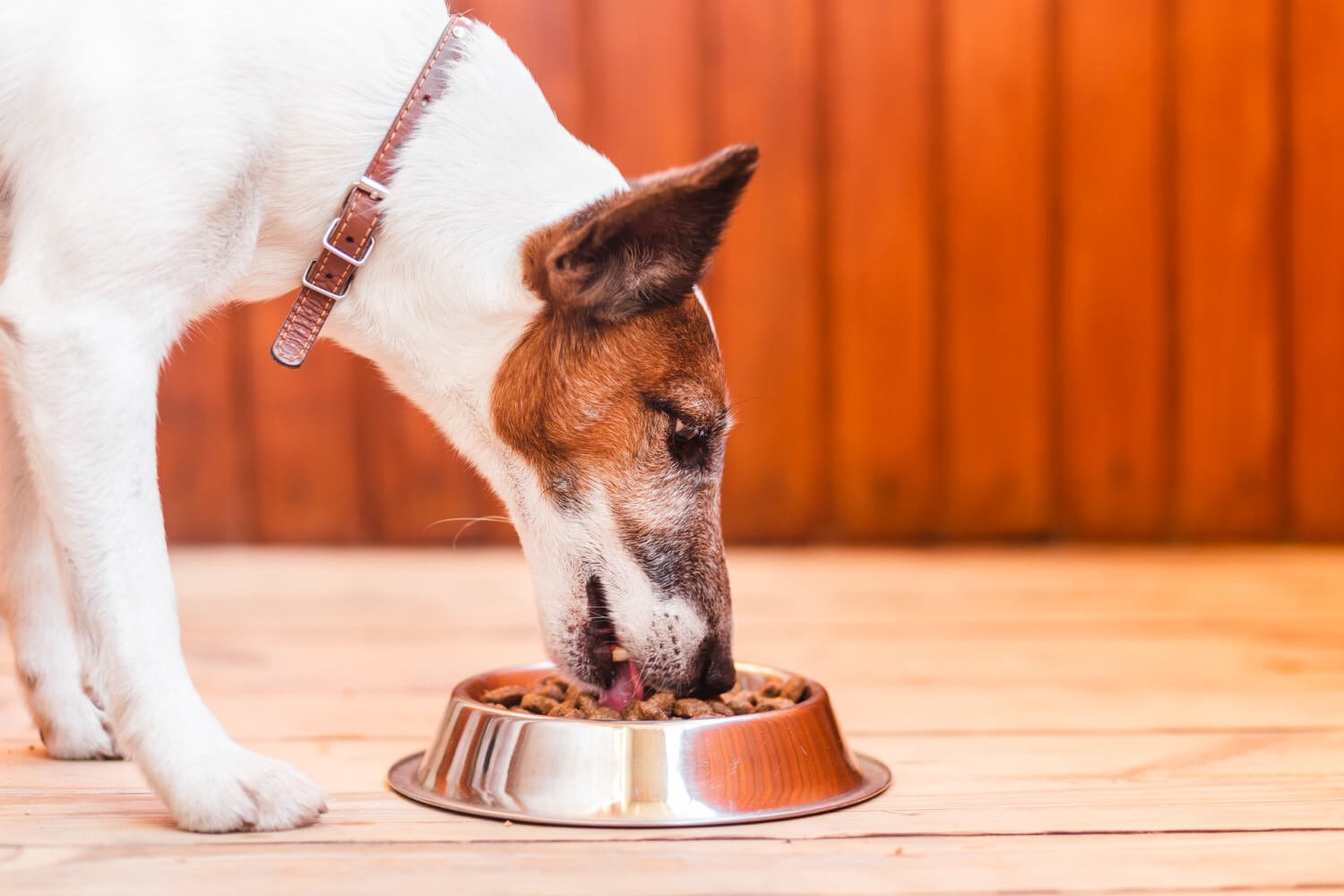 Which is the best pet food - raw or kibble?